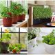 Edible Indoor Plants That You Can Eat