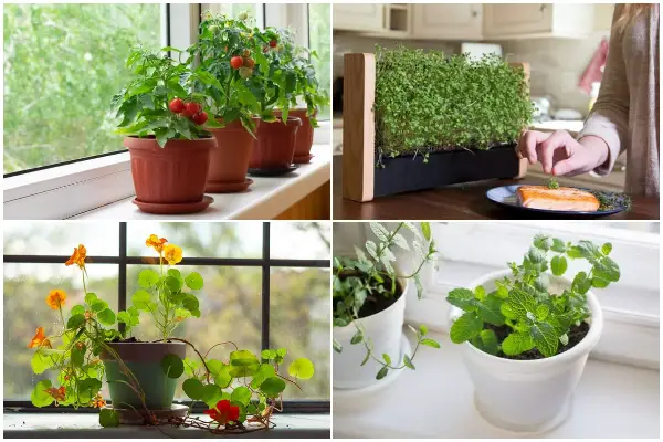 Edible Indoor Plants That You Can Eat