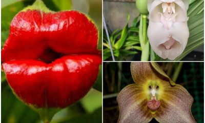 Exotic Flowers That Resemble Somethings