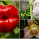 Exotic Flowers That Resemble Somethings