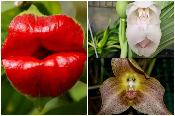 Exotic Flowers That Resemble Somethings