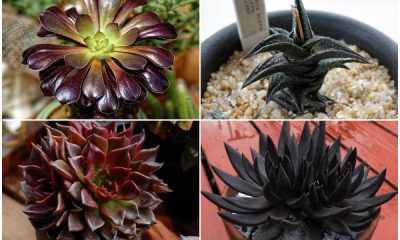 Explore the 8 Unique Black Succulents!