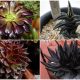 Explore the 8 Unique Black Succulents!