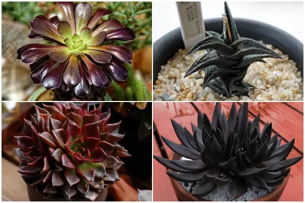 Explore the 8 Unique Black Succulents!