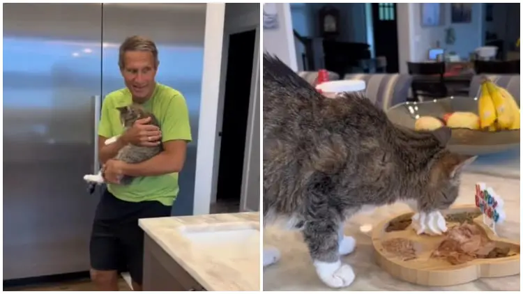 Family Celebrates 20th Birthday of Their Beloved Cat with a Special Party