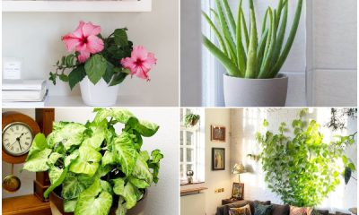 Fastest-Growing Houseplants