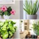 Fastest-Growing Houseplants