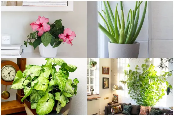 Fastest-Growing Houseplants