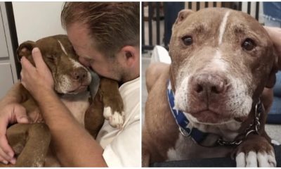 Formerly Mistreated Dog Patiently Awaits a Lifetime for the Unconditional Love He Craves