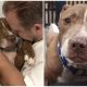 Formerly Mistreated Dog Patiently Awaits a Lifetime for the Unconditional Love He Craves