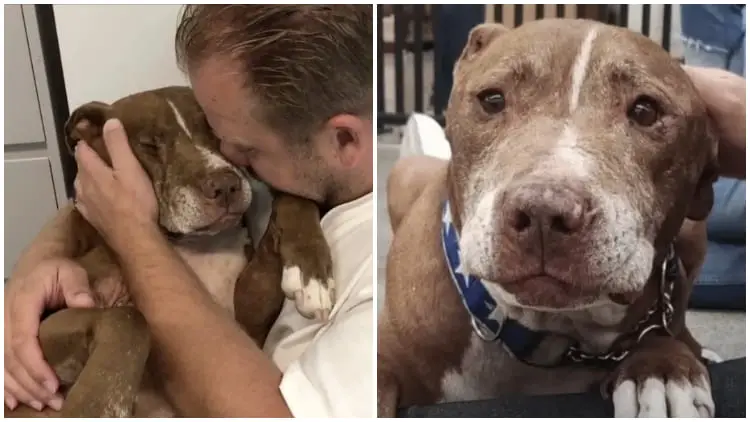 Formerly Mistreated Dog Patiently Awaits a Lifetime for the Unconditional Love He Craves