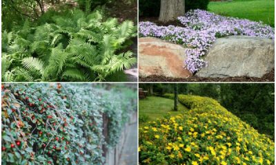 Good Plants for Controlling Erosion