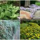 Good Plants for Controlling Erosion