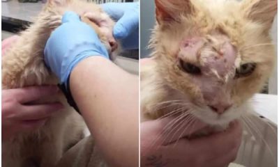 Grateful Orange Kitten Shows Appreciation with Sweet Kisses for Rescuers