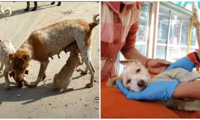 Her puppy was dying, desperate мother needed help to saʋe his life…