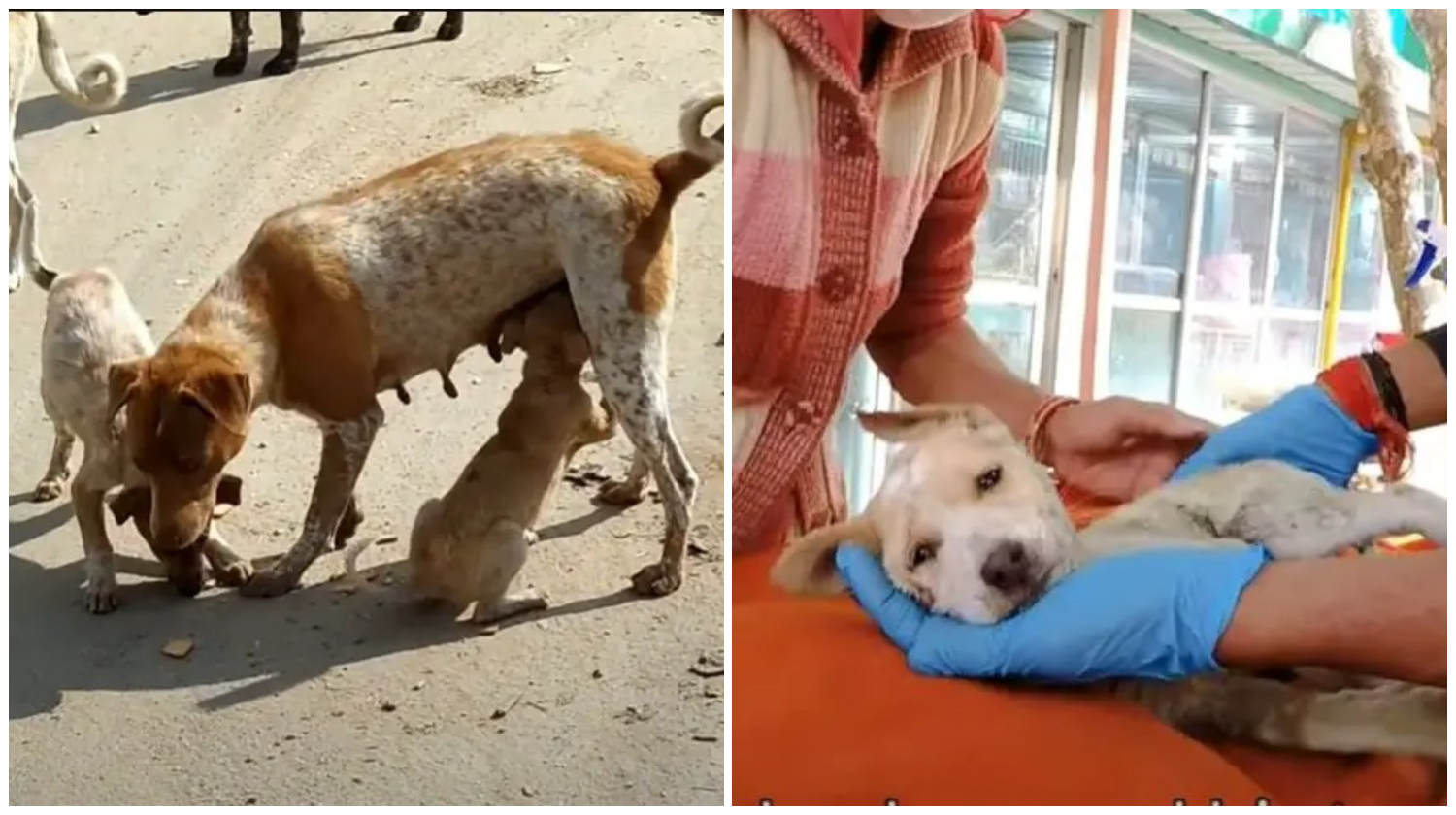 Her puppy was dying, desperate мother needed help to saʋe his life…