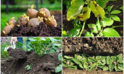 How to Grow Potato for a High Yield