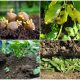 How to Grow Potato for a High Yield