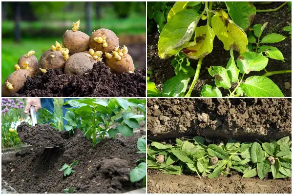 How to Grow Potato for a High Yield