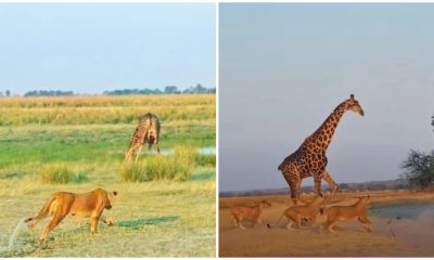 Incredible Video Captures Giraffe Fighting Off Lions