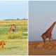 Incredible Video Captures Giraffe Fighting Off Lions