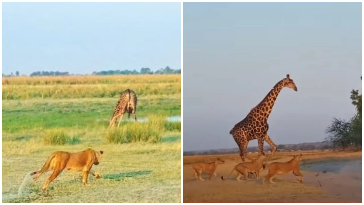 Incredible Video Captures Giraffe Fighting Off Lions