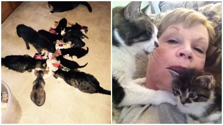 Kind 72-Year-Old Woman Spends All Her Time to Help Cats with Disabilities