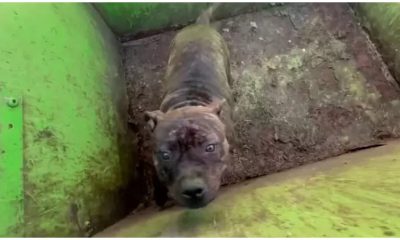 Kind Rescuers Open a Dumpster Lid, Then Find a Sweet Soul Mistreated Like Garbage