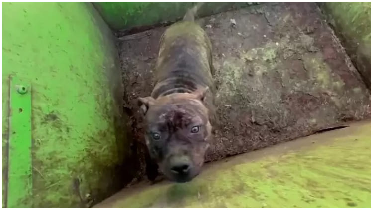 Kind Rescuers Open a Dumpster Lid, Then Find a Sweet Soul Mistreated Like Garbage