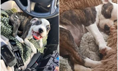 Kindhearted Truck Driver Saves Abandoned Puppy with Zip Tie Around Neck on the Highway