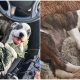 Kindhearted Truck Driver Saves Abandoned Puppy with Zip Tie Around Neck on the Highway