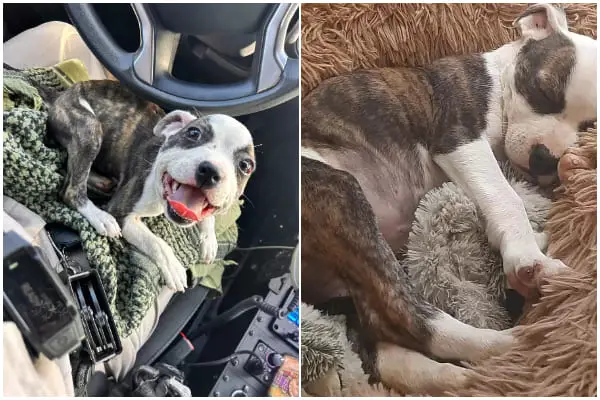 Kindhearted Truck Driver Saves Abandoned Puppy with Zip Tie Around Neck on the Highway