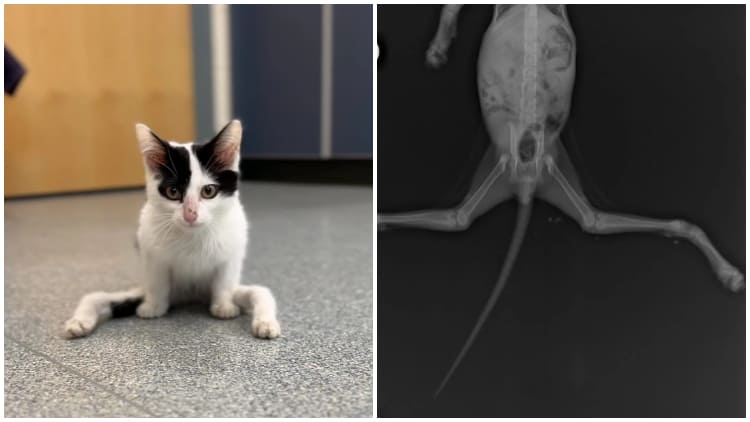 Kitten Gumby Overcomes Deformed Legs with Unstoppable Spirit