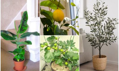 List of 9 Best Indoor Fruit Trees