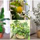 List of 9 Best Indoor Fruit Trees