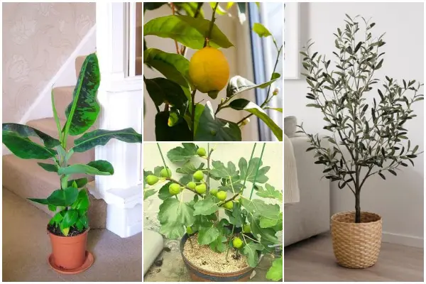 List of 9 Best Indoor Fruit Trees