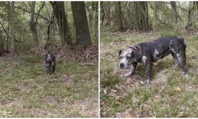 Lonely Dog Found Tied to Tree in Cemetery Brings Tears to Rescuers