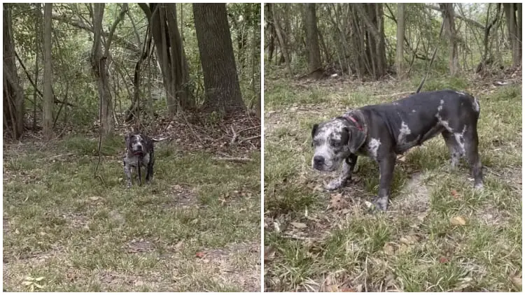 Lonely Dog Found Tied to Tree in Cemetery Brings Tears to Rescuers