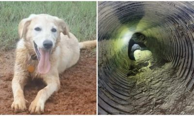 Lost Dog Reunites with Family After a Year, Leads Them to a Pipe, and Reveals Heartwarming Surprise