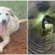 Lost Dog Reunites with Family After a Year, Leads Them to a Pipe, and Reveals Heartwarming Surprise