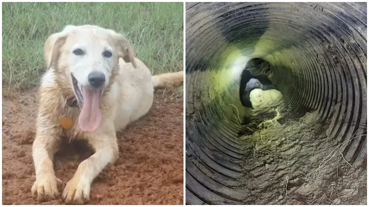 Lost Dog Reunites with Family After a Year, Leads Them to a Pipe, and Reveals Heartwarming Surprise