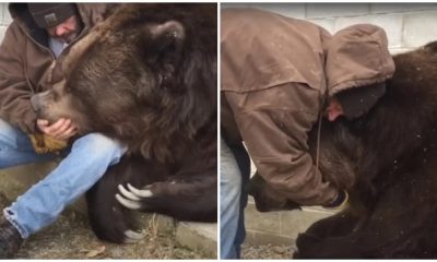 Man Shares a Heartwarming Hug with Ailing 1400-Pound Bear To Give It the Greatest Comfort