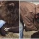 Man Shares a Heartwarming Hug with Ailing 1400-Pound Bear To Give It the Greatest Comfort