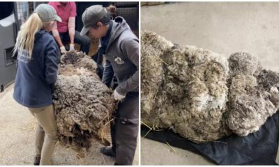 Man Stops When He Sees Pile of Tangled Fur and Sticks - Realizes It's a Living Creature