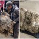 Man Stops When He Sees Pile of Tangled Fur and Sticks - Realizes It's a Living Creature