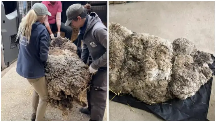 Man Stops When He Sees Pile of Tangled Fur and Sticks - Realizes It's a Living Creature