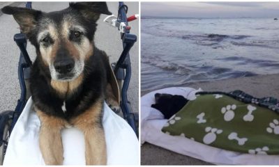 Man Takes His Old Dog to the Beach for the Final Time To Saying Goodbye Forever