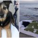 Man Takes His Old Dog to the Beach for the Final Time To Saying Goodbye Forever