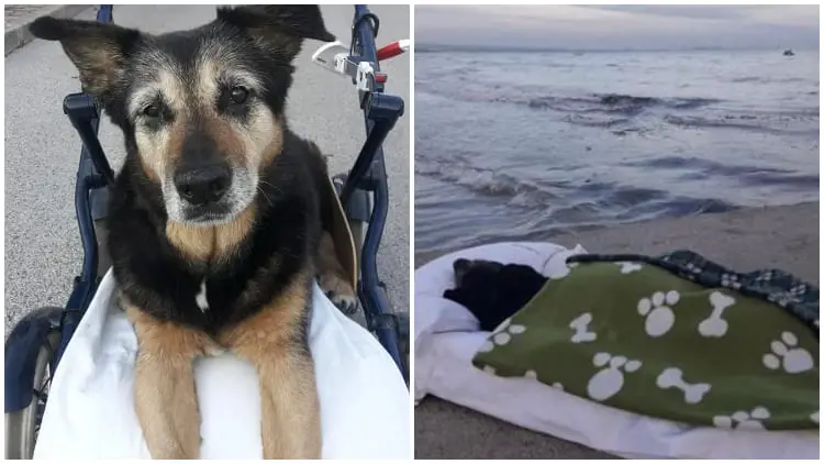 Man Takes His Old Dog to the Beach for the Final Time To Saying Goodbye Forever