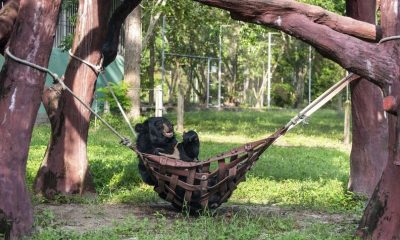 Meet Bouncer, the Bear with Three Legs, Who Loves Relaxing in His Favorite Hammock All Day